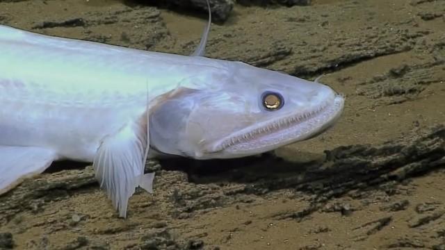 Secrets of the Antarctic Abyss