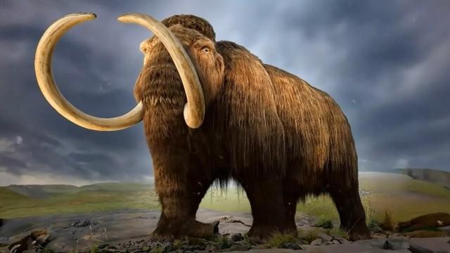 Woolly Mammoths Last Stand