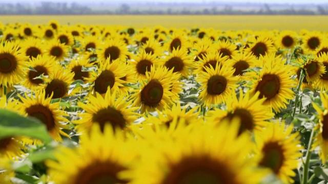 L'abominable mystère des fleurs