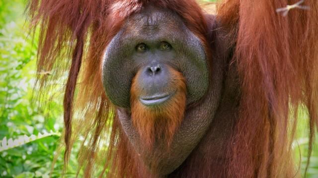 Orangutans - Borneo's forest dwellers