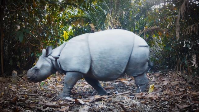 Rhinos