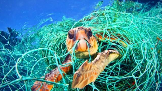 Biodiversité : SOS animaux