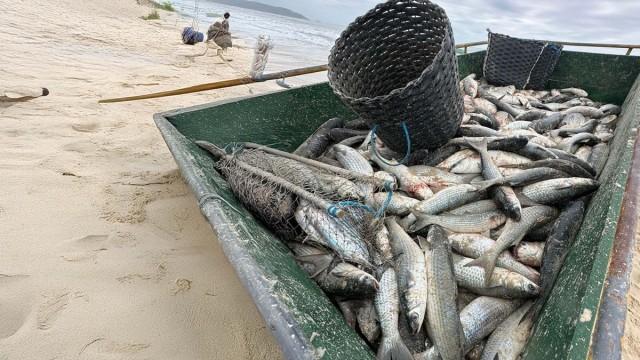 Brasilien: Ein Fisch namens Tainha