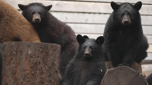 Canada: Living with Bears