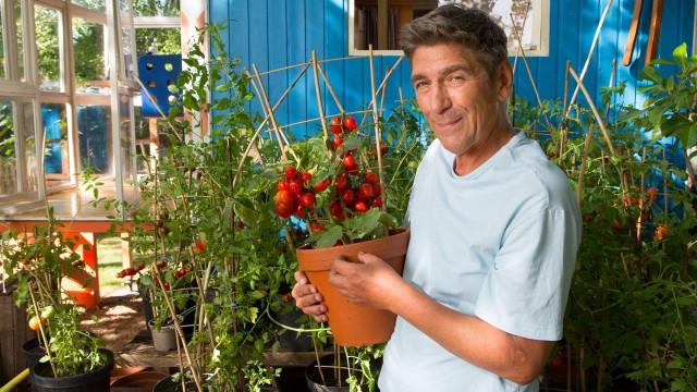 Tomate – Eine Frucht zum Verlieben