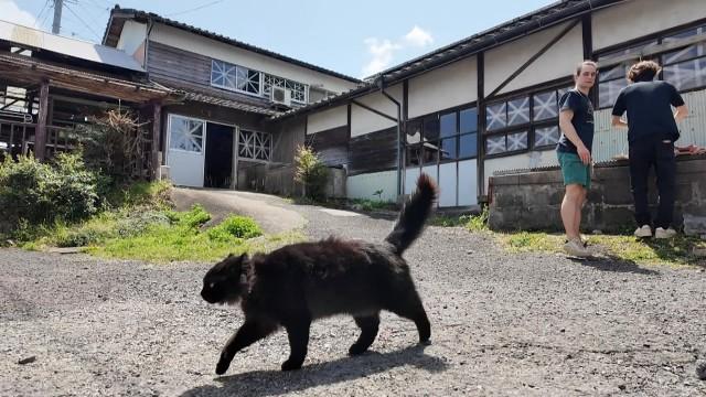 銀河を焼いて 時々ネルソン