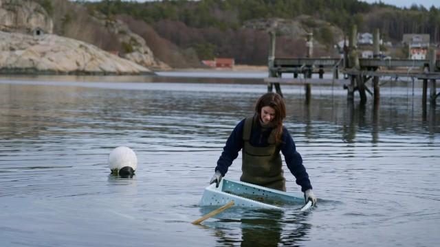 Grebbestad - kan ett hus byggas av ostronskal?