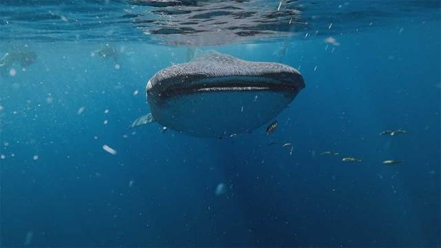 ジンベエザメと泳げる 260kmのサンゴ礁
