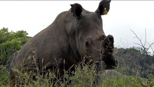 Fra store dyr til store ledere