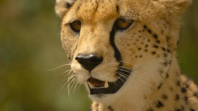 Puntata del 28/07/2025