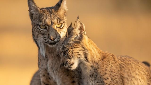 The Greatest Adventure