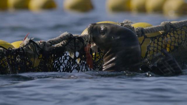 Planète Terre III : océan