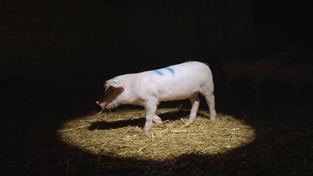 How Smart Are the Animals We Eat