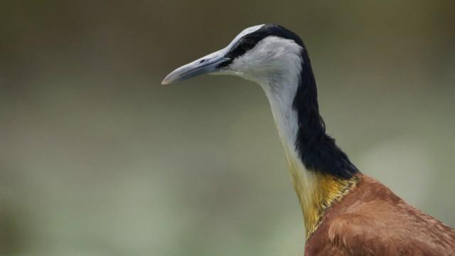 Planète Terre III : eau douce