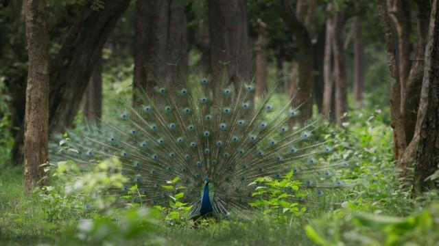 Planète Terre III : forêts