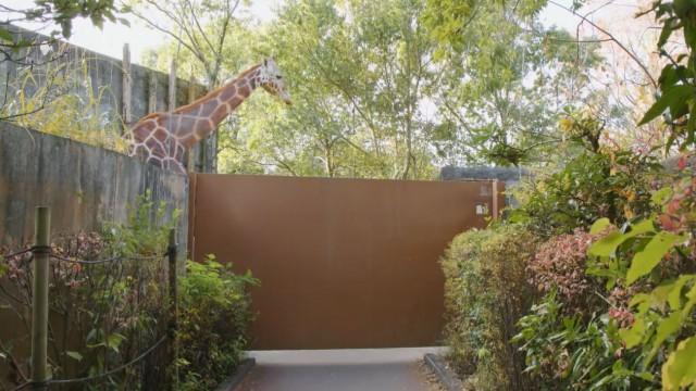 「どうぶつがいろいろでてきますSP」