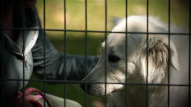 Des refuges animaliers aux contrats abusifs