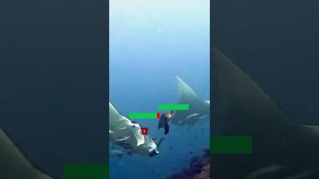 Turtle randomly griefs Manta Ray