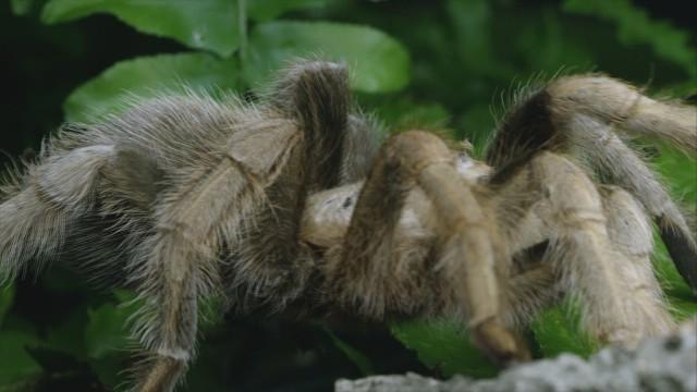 Jellyfish UFO, Alabama's Loch Ness Monster, And Miami Mall Alien