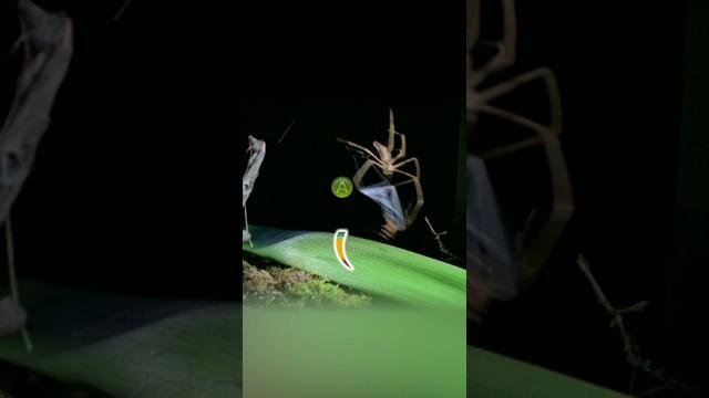 Spider Aces the Quicktime Event