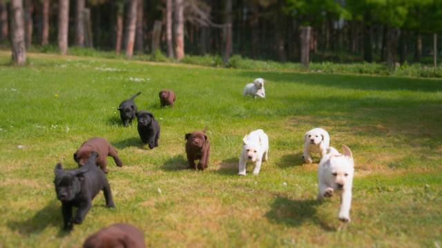 Et si les chiens parlaient?