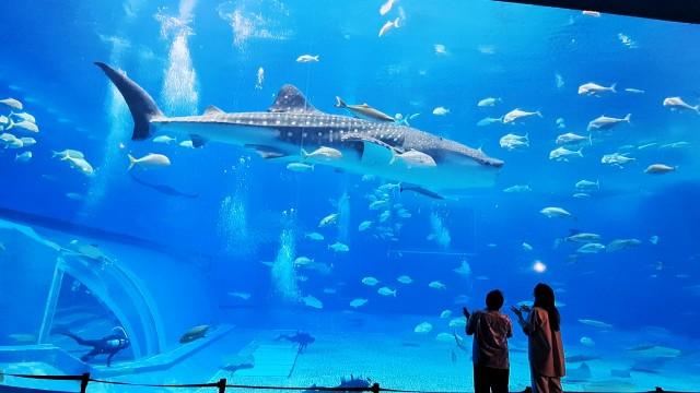沖縄美ら海水族館 第一弾