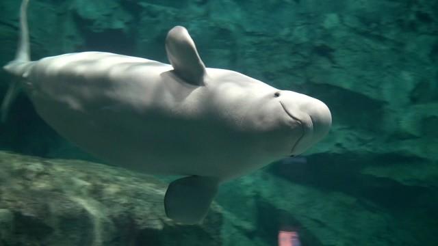名古屋港水族館