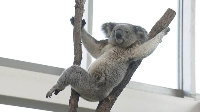 鹿児島市平川動物公園