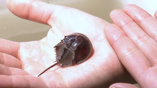 笠岡市立カブトガニ博物館