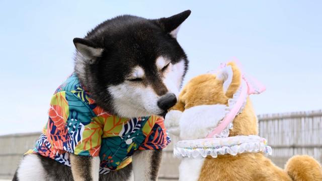 シバの気持ちは、シバに聞け