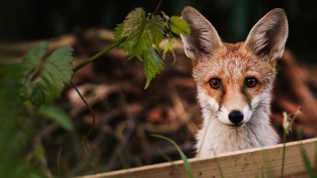 Faszination Europa: Ein Kontinent – Fünf Welten