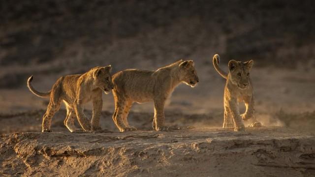 Geister der Wüste – Namibias Wüstenlöwen