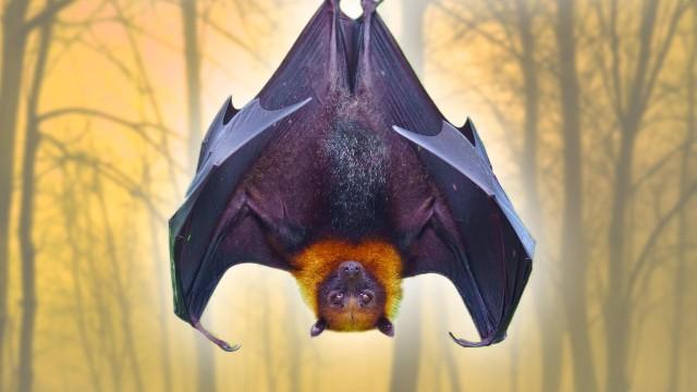 The Deep Halloween Lore You Probably Don’t Know