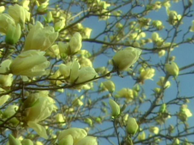 Garden Linguine; Vegetable Garden Layout; Magnolia Tour