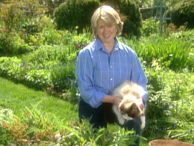 Container Gardening; Wisteria; Rose Maintenance; Phlox