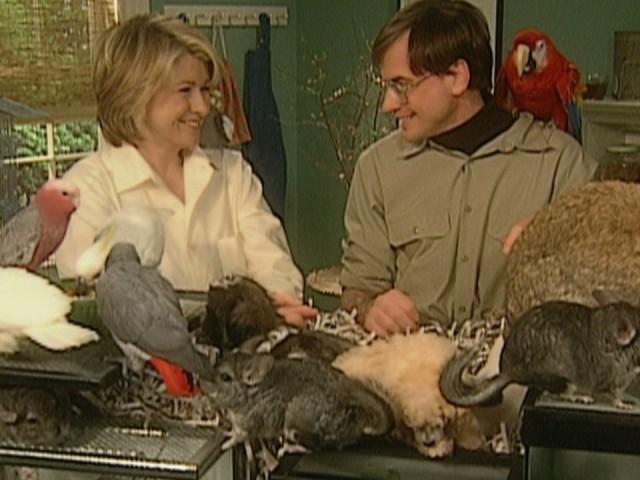 Allergies to Pets; Sugar Cookies; Fruit Tartlet