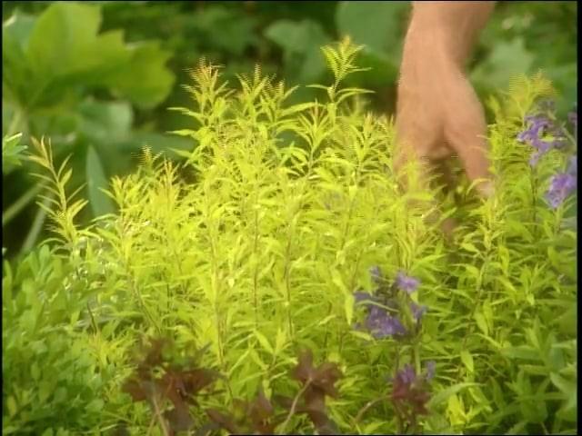 Shade Treasures; Deer-Resistant Plants; Decorative Painters