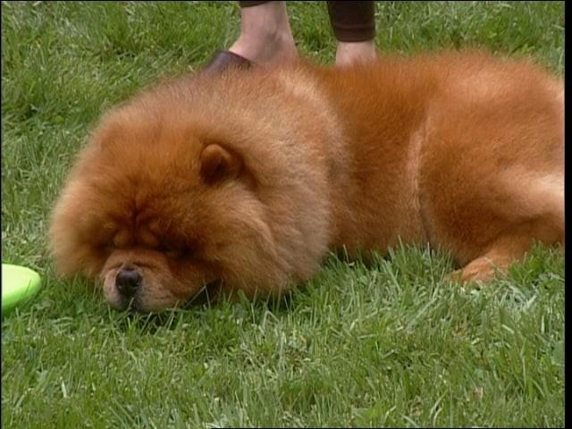 Fulton Fish Market; Grilled Seafood Salad; Lime Meltaway Cookie