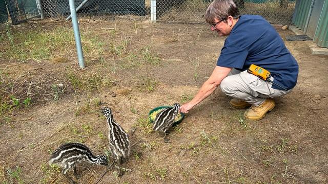 Emu Rescue