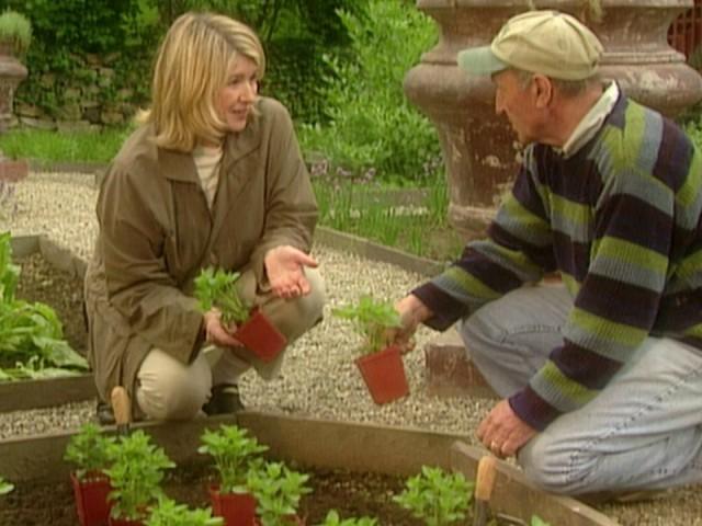 Little India in Jackson Heights; Cilantro Mint Chutney