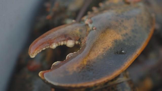 Pincer les braconniers