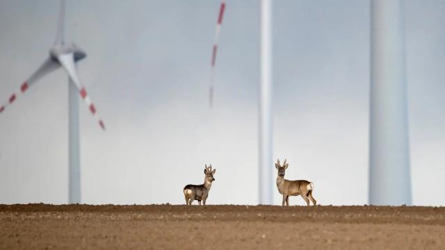 Beyond the wilderness - animals in our vicinity