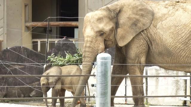 安佐動物公園 第3弾