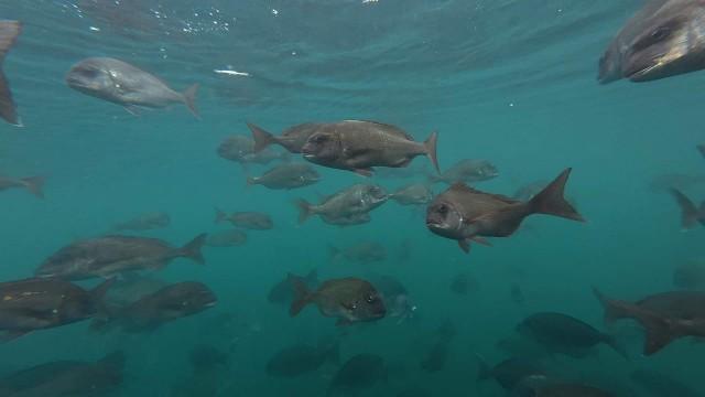 神奈川県水産技術センター