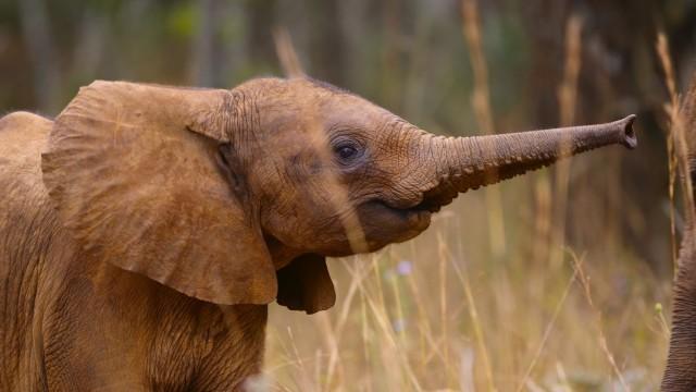 The Elephant Calf
