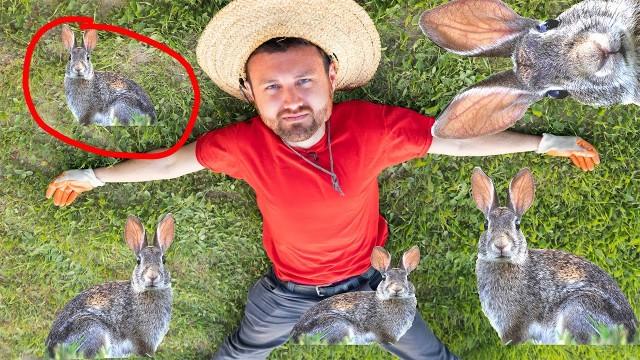 rabbits are destroying my farm