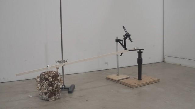 ▽しいたけ成長 ▽ミニのすけ+ミニのすけのつくりかた