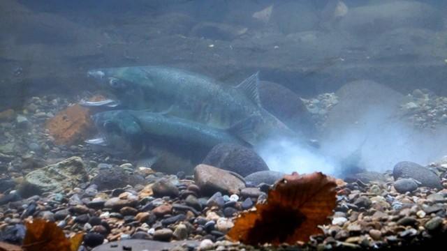 標津サーモン科学館