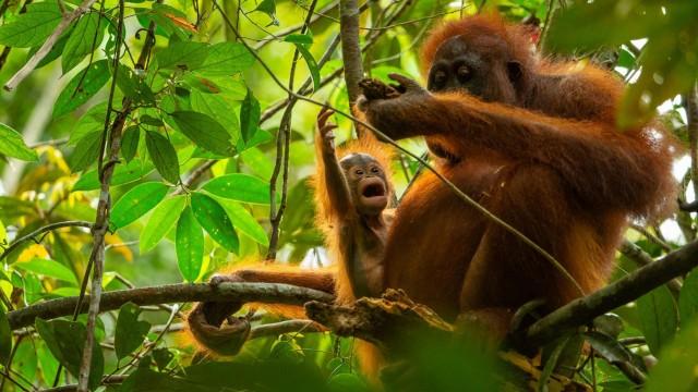 Parenthood: Jungles