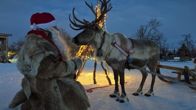 Tierische Weihnachten – Zwischen Tannenzweigen und Tierpfoten